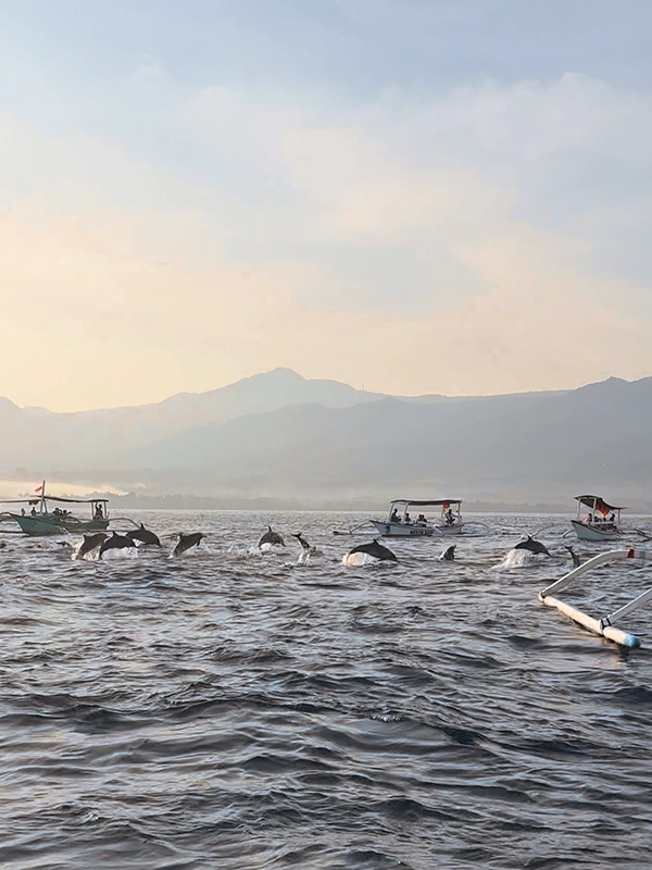 Scenic dolphin watching experience in Lovina Bali - ocean sunrise view with playful wild dolphins, popular marine wildlife tour in North Bali